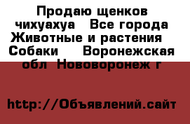 Продаю щенков чихуахуа - Все города Животные и растения » Собаки   . Воронежская обл.,Нововоронеж г.